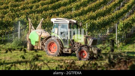 Hampshire, Angleterre, Royaume-Uni. 2021. Tracteur pulvérisant des vignes dans un vignoble du Hampshire au début de l'automne et avant la récolte Banque D'Images