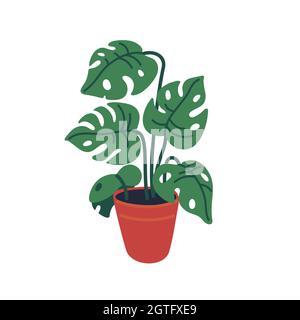 Monstera dans le pot, plante vecteur dans le pot de fleurs. Illustration vectorielle de style dessin animé plat sur fond blanc Illustration de Vecteur
