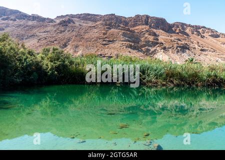 Une oasis près de la mer Morte. Une réserve naturelle tropicale dans le désert. Einot Tsukim, Ein Feshkha. Photo de haute qualité Banque D'Images