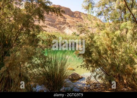 Une oasis près de la mer Morte. Une réserve naturelle tropicale dans le désert. Einot Tsukim, Ein Feshkha. Photo de haute qualité Banque D'Images