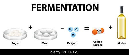 Équation chimique de fermentation alcoolique Illustration de Vecteur