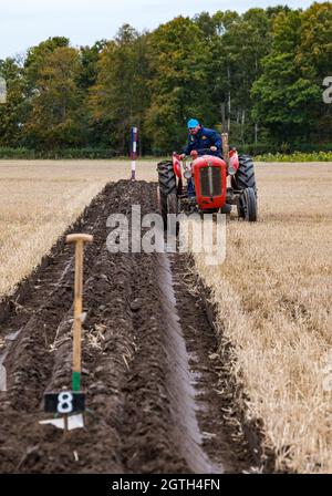 Luffness mains Farm, East Lothian, Écosse, Royaume-Uni, 2 octobre 2021.Match de labour caritatif : les agriculteurs participent à l'événement pour recueillir des fonds pour les championnats écossais de labour qui ont été durement touchés par la pandémie.Les tracteurs sont des modèles rétro hydrauliques, non hydrauliques classiques réversibles, classiques classiques et horticoles vintage.Les juges décerne des points pour la rectitude, les ouvertures et les sorties et une variété d'autres caractéristiques des lignes labourées.Photo : un tracteur hydraulique Massey Ferguson d'époque labourant une ligne Banque D'Images