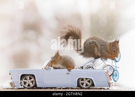 Les écureuils rouges dans une voiture avec des cycles Banque D'Images