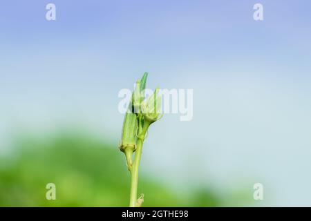 Gros plan de la variété hybride thaïlandaise biologique le légume d'okra vert frais est planté sur la plante de ladyfinger ou d'okra dans le champ de légumes d'okra inde avec SKY b. Banque D'Images