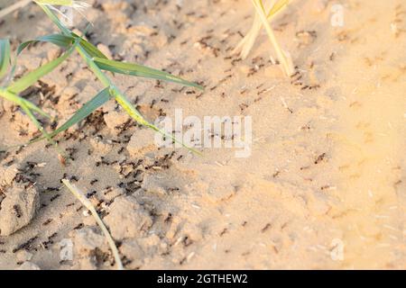 Gros plan d'un grand groupe de fourmis marchant autour du nid de fourmis ou de la colline de fourmis en été avec un arrière-plan photo à effet de lumière Banque D'Images