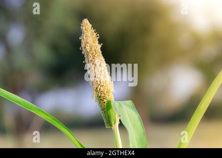 Gros plan de l'oreille de la variété hybride thaïlandaise biologique millet fruit plein de grains dans le champ de millet en inde . Cultures de millet, herbe de bajra Banque D'Images