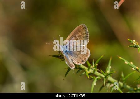 Zebra Blue commun ou Lang's short-tailed blue, Leptotes pirithous., Andalousie, espagne. Banque D'Images