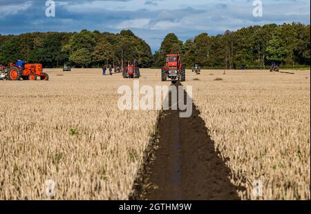 Luffness mains Farm, East Lothian, Écosse, Royaume-Uni, 2 octobre 2021.Match de labour caritatif : les agriculteurs participent à l'événement pour recueillir des fonds pour les championnats écossais de labour qui ont été durement touchés par la pandémie.Les tracteurs sont des modèles horticoles classiques, classiques, classiques et vintage hydrauliques, non hydrauliques et réversibles.Les juges décerne des points pour la rectitude, les ouvertures et les sorties et une variété d'autres caractéristiques des lignes labourées.Photo : un tracteur Massey Ferguson classique labourant une ligne Banque D'Images