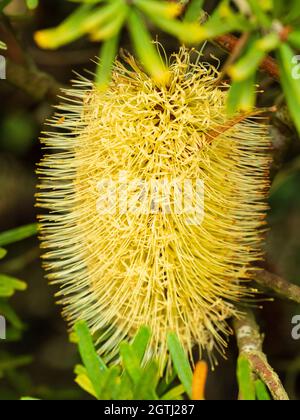 Tête de fleur de type bottlebrush densément compacté de l'arbuste à feuilles persistantes australien, Banksia marginata Banque D'Images