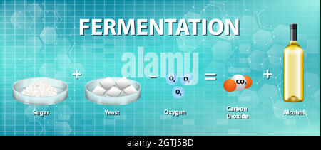 Équation chimique de fermentation alcoolique Illustration de Vecteur