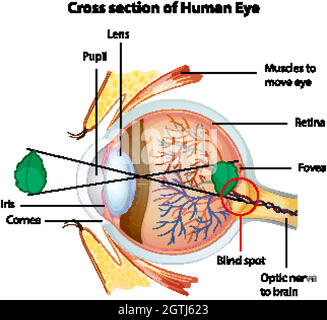 Schéma illustrant la coupe transversale de l'œil humain Illustration de Vecteur