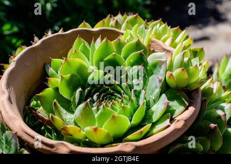 Petites plantes vertes succulentes avec des feuilles fraîches en plein soleil plantées dans des pots cassés de jardin en un jour d'été Banque D'Images