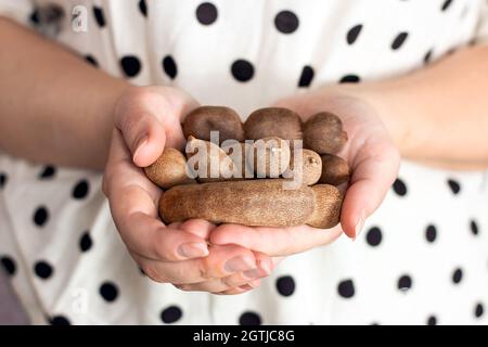 Fruit de tamarin frais mûr dans les mains de la femme caucasienne sur fond clair. Banque D'Images