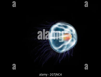 Méduses de Turritopsis dohrnii, méduses immortels dans l'océan. (unsterbliche qualle) ベニクラゲ Banque D'Images