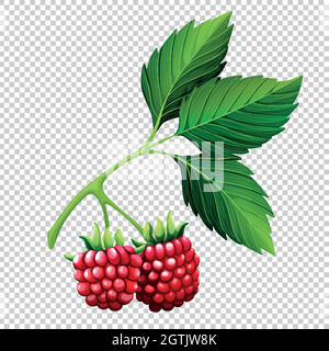 Framboises sur branche sur fond transparent Illustration de Vecteur