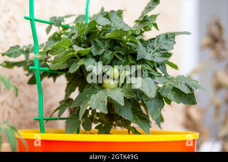 Petites tomates mûres qui poussent sur le seuil de la fenêtre. Mini légumes frais dans la serre sur une branche avec les fruits verts. L'arbuste végétab immature Banque D'Images