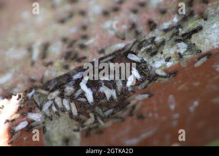 Les Ants et les Ants volants (Lasius niger) essaiment Banque D'Images