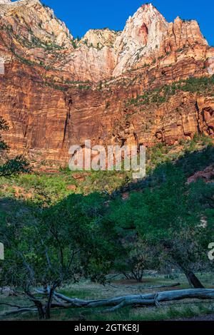 Lever du soleil sur Cathedral Mountain dans le parc national de Zion Banque D'Images