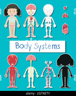 Diagramme montrant différents systèmes de corps de la fille humaine Illustration de Vecteur