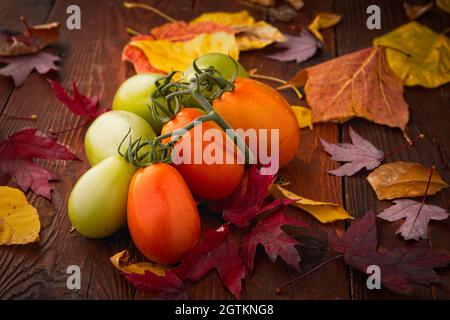 Une photo en studio de tomates Roma mûres et de feuilles d'automne. Banque D'Images