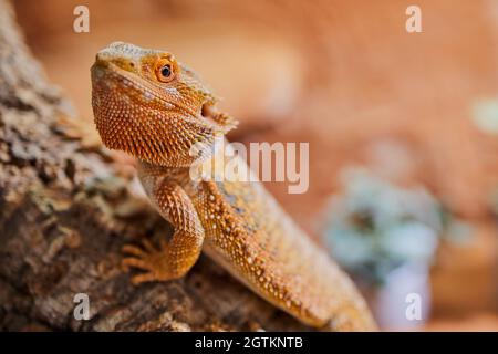 Gros plan sur Un dragon mâle à barbe, de couleur orange avec espace de copie, Focus on the Eye Banque D'Images