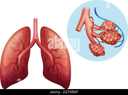 Anatomie humaine du poumon humain Illustration de Vecteur