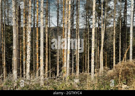 Forêt d'arbres morts. Dépérissement de la forêt dans le parc national de Harz, Allemagne. La mort des épinettes, la sécheresse et l'infestation du dendroctone du pin ponderosa, automne 2021. Banque D'Images