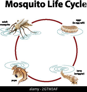 Schéma montrant le cycle de vie du moustique Illustration de Vecteur