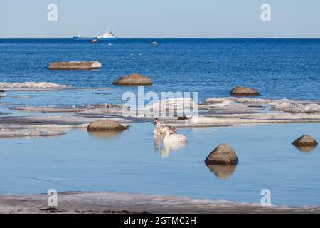 Cygnes près de la mer. Glace, boulonnage, mer Baltique en hiver Banque D'Images