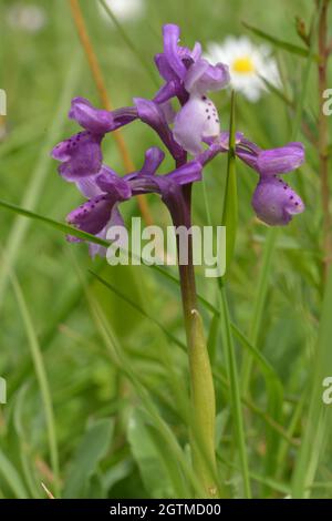 Orchidée sauvage de l'ordre Anacamptis, photographiée dans un jardin de montagne Banque D'Images