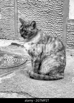 Photo en niveaux de gris d'un joli chat moelleux assis sur un sol en béton dans la rue Banque D'Images