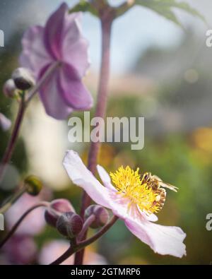 L'abeille recueille le nectar d'une fleur Banque D'Images