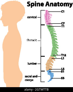 Infographie sur l'anatomie de la colonne vertébrale ou des courbes spinales Illustration de Vecteur