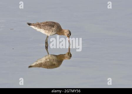 Le godwit à queue noire (Limosa limosa) se nourrissant en eau peu profonde Banque D'Images