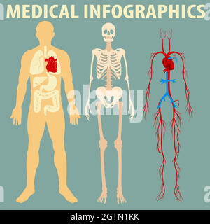 Infographie médicale du corps humain Illustration de Vecteur