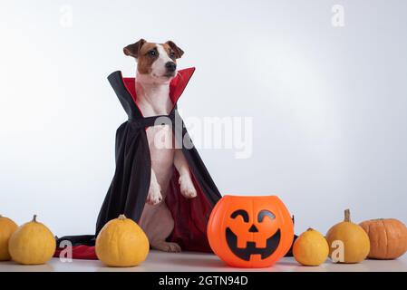 Chien dans un manteau de vampire et Jack-o-lanterne sur un fond blanc. Halloween Jack Russell Terrier en costume de comte Dracula Banque D'Images