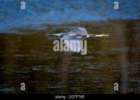 Un petit héron bleu (Egretta caerulea) surplombant les terres humides d'Icacos, Trinidad W.I. Banque D'Images
