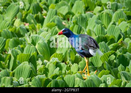 Une Gallinule violette marchant sur des coussins de nénuphars lors d'une journée ensoleillée. Banque D'Images