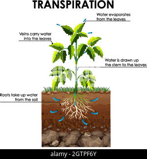 Schéma montrant la transpiration de la plante Illustration de Vecteur