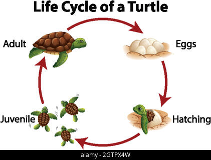 Diagramme montrant le cycle de vie de la tortue de mer Illustration de Vecteur