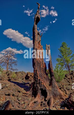 Un arbre mort a brûlé qui a été frappé par la foudre au Sunset Crater National Monument en Arizona. Banque D'Images