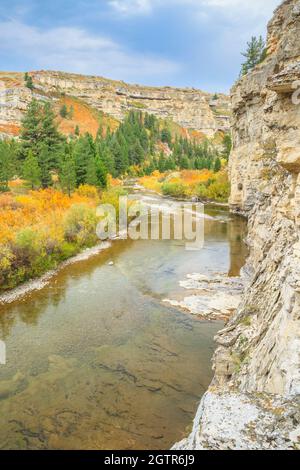 le canyon calcaire et les couleurs d'automne le long de belt creek dans le parc national de bidonville près de monarch, montana Banque D'Images