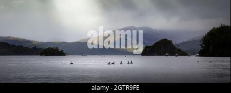 Faune sur le lac Windermere, un grand lac dans le parc national de Cumbria Lake District, nord-ouest de l'Angleterre, Royaume-Uni Banque D'Images