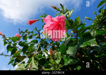 Hibiskusblüte à Herrenhausen, Hanovre, Allemagne / Allemagne Banque D'Images