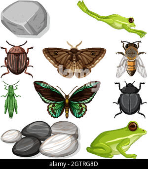 Différents types d'insectes avec des éléments de la nature Illustration de Vecteur