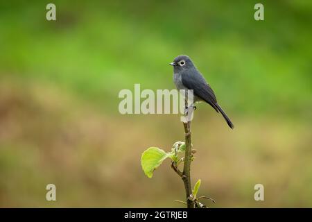 Slaty-flycatcher à yeux blancs - Melaenornis fischeri petit oiseau de passereau gris de Melaenornis, dans Muscicapidae, originaire des montagnes africaines d'Eth Banque D'Images
