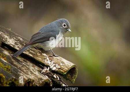 Slaty-flycatcher à yeux blancs - Melaenornis fischeri petit oiseau de passereau gris de Melaenornis, dans Muscicapidae, originaire des montagnes africaines d'Eth Banque D'Images