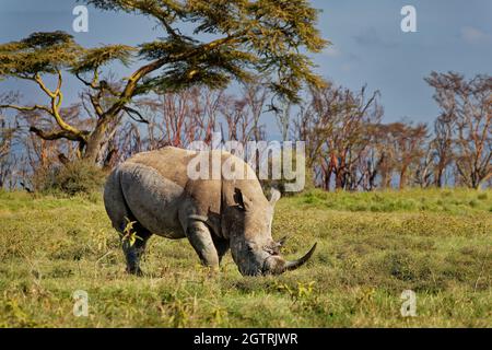 Rhinocéros blancs du sud ou rhinocéros à lèvres carrées - Ceratotherium simum simum, dans le parc national du lac Nakuru au Kenya, le rhinocéros à cornes se nourrissant de gras Banque D'Images