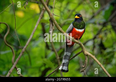 Trogon élégant - Trogon elegans appelé Coppery-queue., oiseau allant du Guatemala dans le sud jusqu'au nord jusqu'au Nouveau-Mexique, rouge noir et vert oiseau Banque D'Images