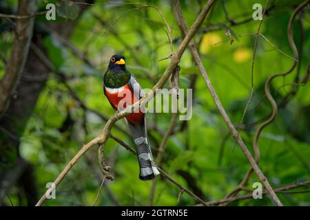 Trogon élégant - Trogon elegans appelé Coppery-queue., oiseau allant du Guatemala dans le sud jusqu'au nord jusqu'au Nouveau-Mexique, rouge noir et vert oiseau Banque D'Images